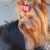 :iconshow-us-yorkies: