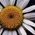 :iconshowyour-bones: