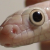 :iconshrailshadowstalker: