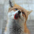 :iconshredwolf1996:
