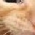 :iconshrekm456: