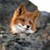 :iconshrikazoid: