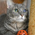 shrimpcookie :iconshrimpcookie: