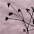 :iconshrouded-in-fog: