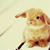 :iconshuamdom67: