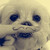 :iconshufflely: