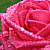 :iconshugarcube: