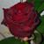 :iconshuichi-wolf: