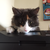 :iconshuichi-wolf: