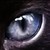 :iconshunra13: