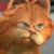 :iconshuter75: