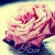 :iconShutterbug91: