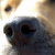 :iconshutterdawg:
