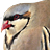 :iconshuubirdplz: