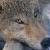 :iconshygraywolf: