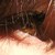 :iconshyloh1234: