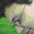 :iconshynazu: