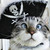 :iconshyromancee: