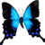 :iconshyzuka-chan: