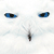 :iconsi-imaging: