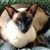:iconsiameascat2002: