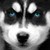 :iconsiberiah:
