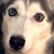 :iconsiberian-husky214:
