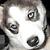 :iconsiberianashe: