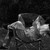 :iconsichereichel: