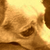 :iconsiduscanis: