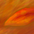 :iconsiennafox: