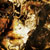 :iconsieriad: