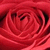 :iconsierravalentine: