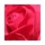 :iconsigerness: