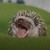 :iconsilabus319:
