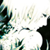 :iconsilbener-drache: