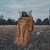 :iconsilber-englein: