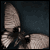 :iconSilbererDrache: