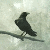:iconsilenced-dragonfly: