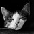 :iconsilenceseeker: