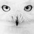 :iconsilent-earth3: