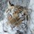 :iconsilent-myst: