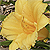 :iconsilent-rainsong: