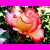 :iconsilentdreamer62: