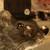 :iconsilentearth88:
