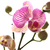 :iconsilentforestwind:
