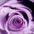 :iconsilently-i-sing: