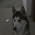 :iconsilentstarofsunclan:
