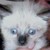 :iconsillylittlehalo: