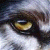 :iconsilvawolf: